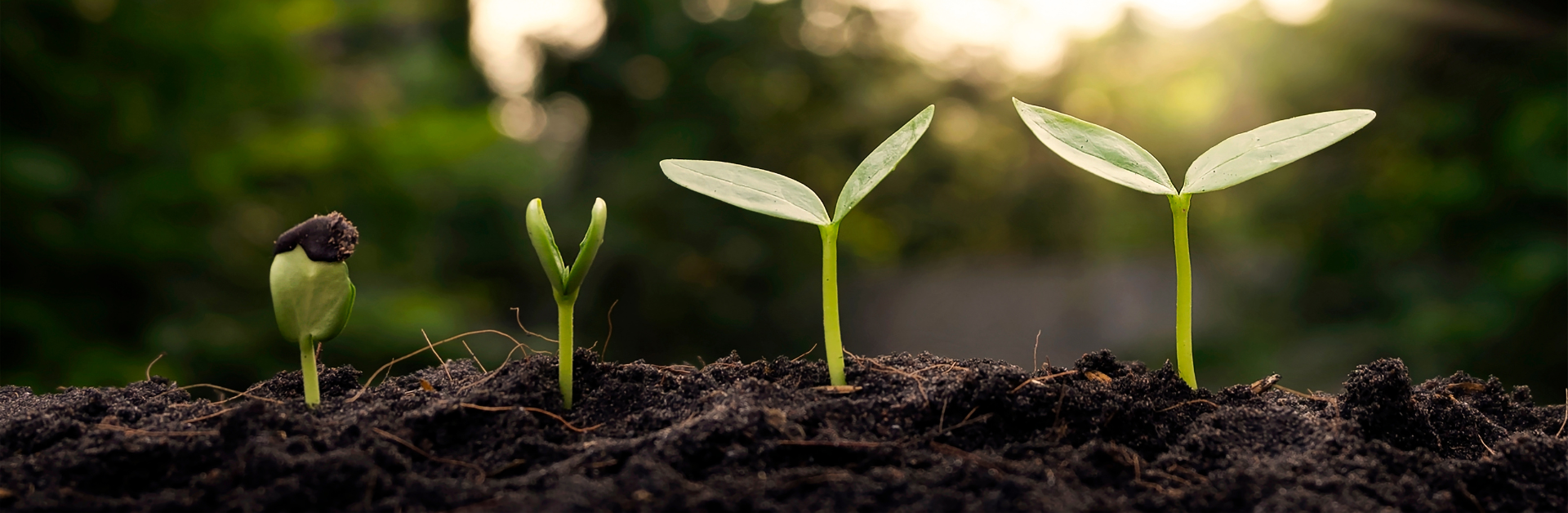 Plant growing