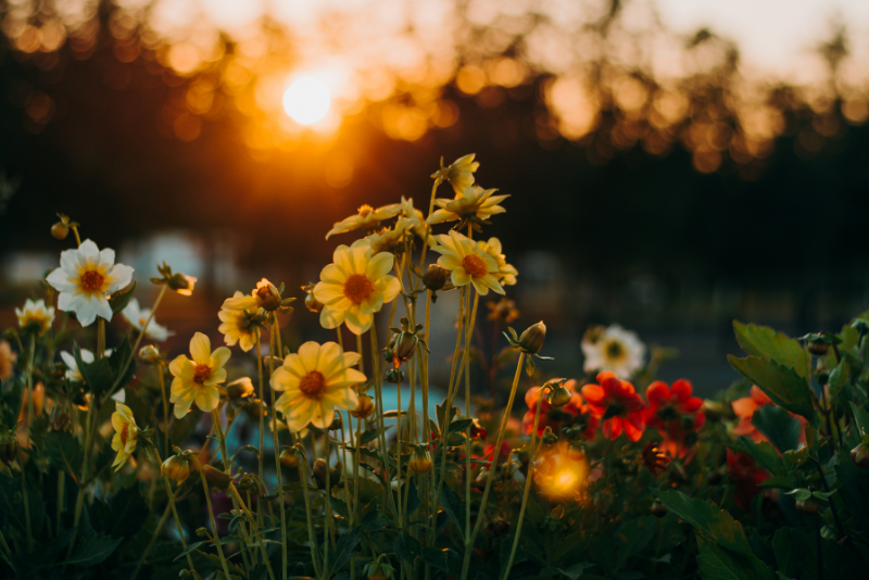 Image of flowers representing biodiesel control center